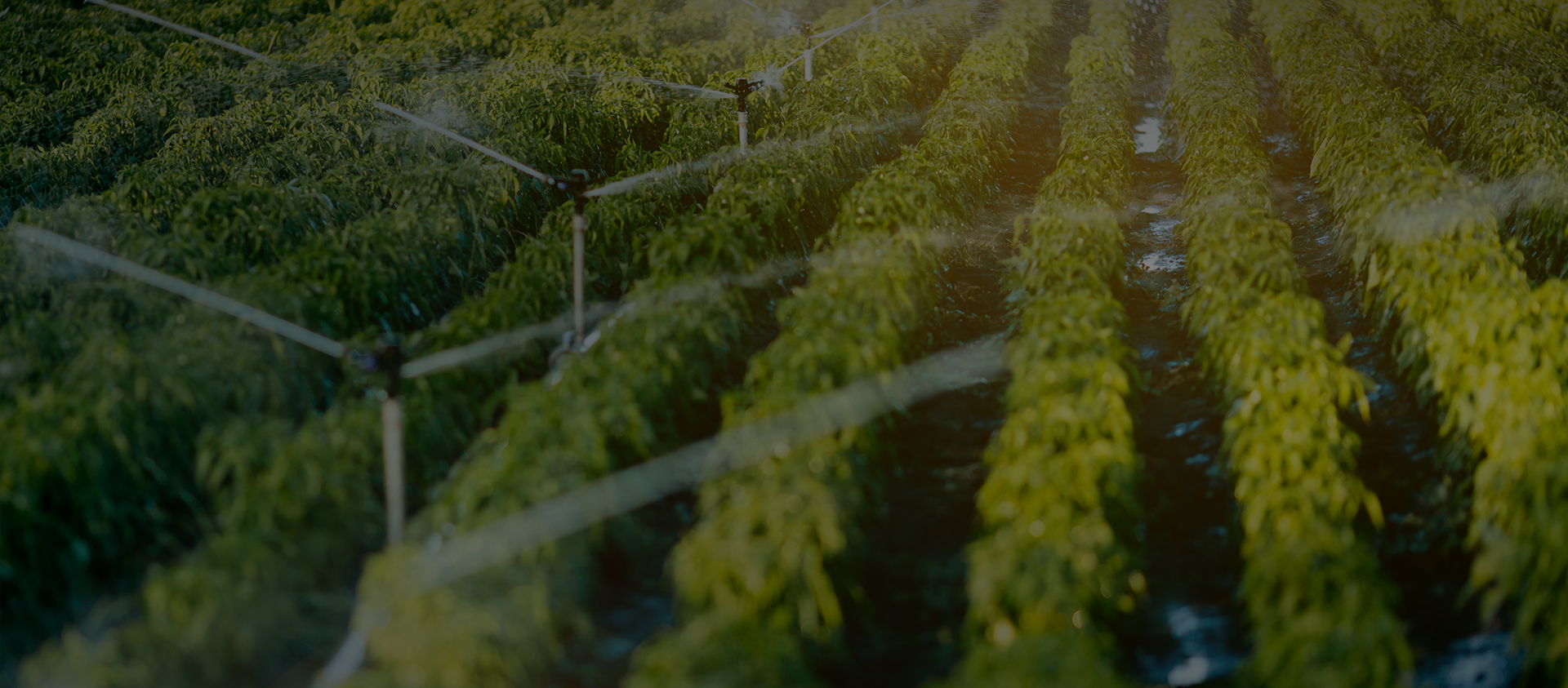 Alahot (zhejiang) Technology Co., Ltd.